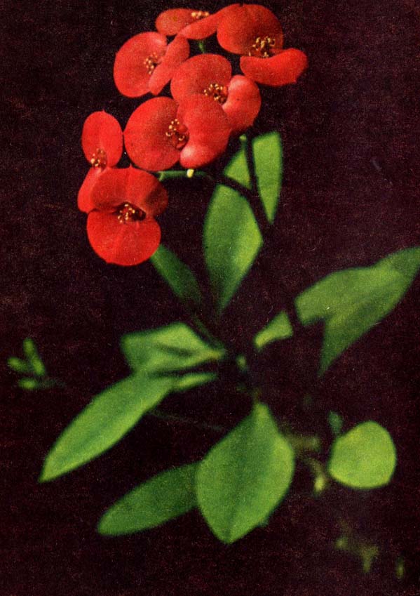 Glänzende Wolfsmilch; Christusdorn – Euphorbia splendens